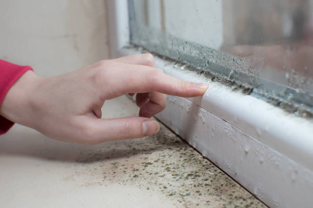 Best Attic Mold Removal  in Wilsonville, OR